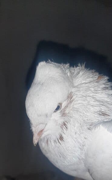 Диффенбахии