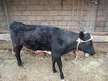 А/ч жаныбарларын сатып алам: Сатам | Кунаажын | Симментал | Союуга, Көбөйтүү үчүн, Сүт алуу үчүн | Асыл тукумдуу, Кысыр, Жасалма уруктандырылган — 5