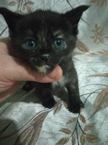 сноу шу: Британская короткошёрстная, 1 месяц, Девочка, Черепаховый, Проглистована — 10