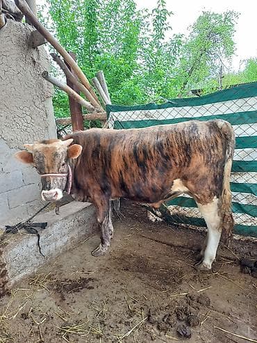 лейбор лошадь: Продаю | Бык (самец) | На откорм | Привязанные — 1