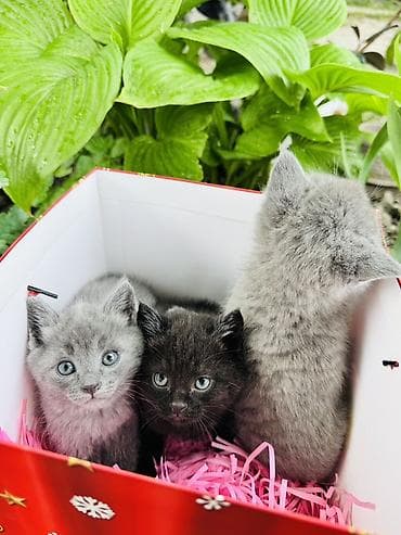 кошка веслоухая: 1 месяц, Мальчик, Приучена к лотку — 2