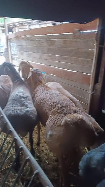 фазаны купить: Продаю | Баран (самец) | Арашан | На забой, Для разведения | Племенные, Осеменитель — 2