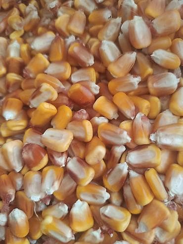 смена кукуруза: Кукуруза В розницу, Платная доставка — 3