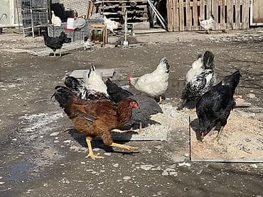 цыплята тоджон: Продаю | Куры | Домашняя | Для разведения — 1