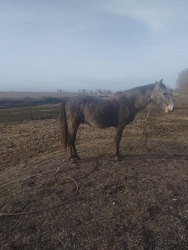 Птицы: Продаю | Конь (самец) | Полукровка | Рабочий — 2