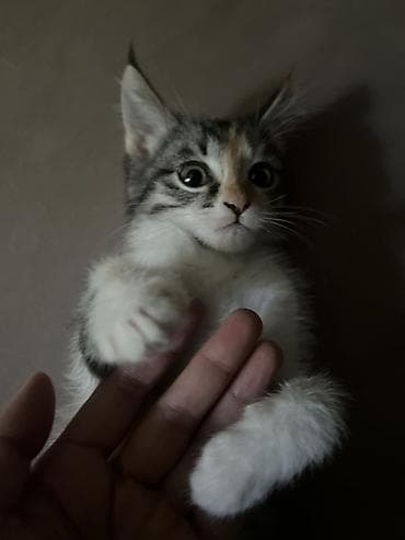 2 месяца, Девочка, Приучена к лотку — 4