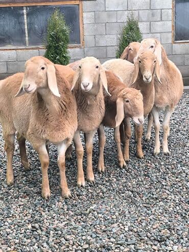 где можно купить кошку в бишкеке: Продаю | Овца (самка) | На забой — 1