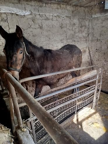 улар сатылат: Сатам | Байтал | Жумушка — 3