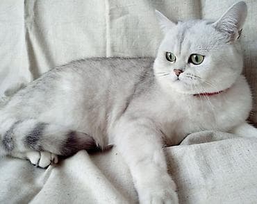 американская жесткошёрстная кошка: Готовы к продаже котята шотландской вислоухой, окрас серебристая — 5