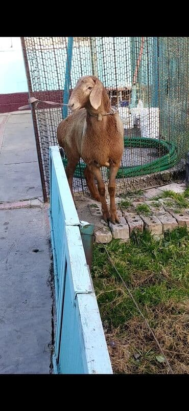 Грызуны: Продаю | Овца (самка) | Арашан | Для разведения | Ярка — 2