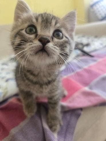 котята мейн кун купить: Беспородная, 1 месяц, Мальчик, Приучена к лотку — 1
