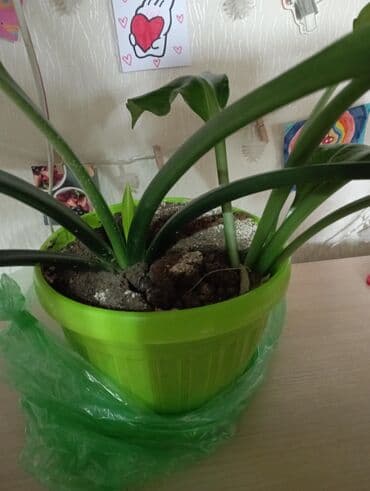 растения для аквариума: Здравствуйте,продаю амазонскую лилию,большие крупные листья,две — 2