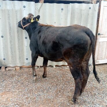 Продаю | Тёлка | Алатауская | Для молока | Стельные