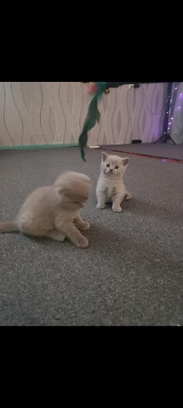 дом кошка: Шотландский питомник выставляет на продажу котенка лилового окраса в — 2