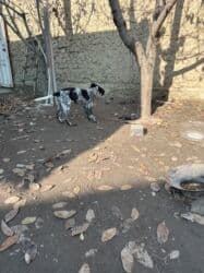 акустические системы triangle elara колонка в виде собак: Дратхаар, 3 месяца, Самец, С прививкой — 5