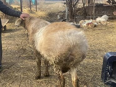 куплю баран: Продаю | Баран (самец) | Арашан — 5