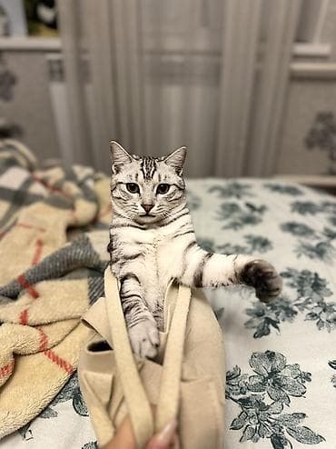 уй сатылат бишкек 2022: Британ кыска жүндүү, 1 жаш, Эркек, Аргын, Лотокко барууга үйрөтүлгөн, Курттардан тазаланган — 6