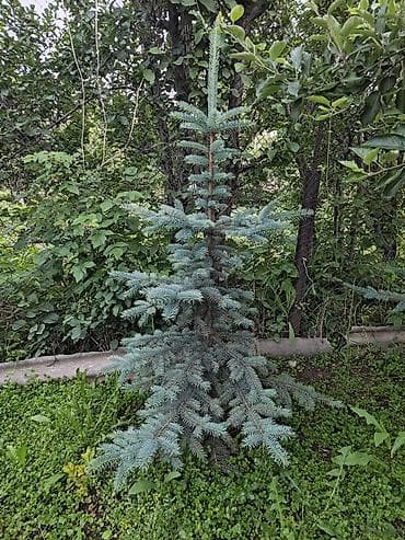 слива ягоды: Ель голубая (Picea pungens, Blue Spruce) — декоративные саженцы с — 4