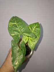 продам рассаду помидор: В продаже укоренённые сингониумы в активном росте: панда гелакси — 11