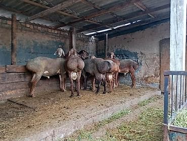 1жаш бука: Продаю | Овца (самка) | Для разведения — 2