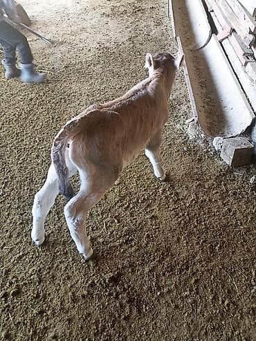 Рыбы: Продаю | Музоо, торпок | Для молока | Искусственник — 3