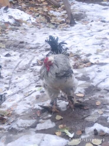 Үй жаныбарлары үчүн товарлар: Продам петухов больше года,3 шт. Цена за одного петуха -1500с — 4