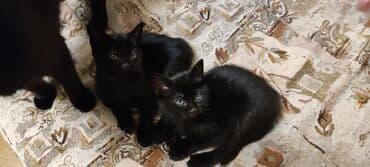 дом кошка: Котята.Домашние.Ищют Любищюю.Заботливую Семью.К лотку причины.кушают — 1