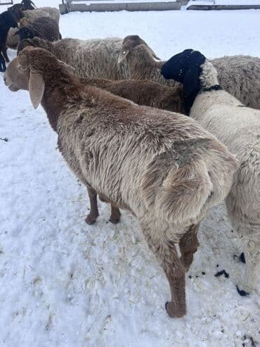 Айыл-чарба жаныбарлары: Сатам | Ургаачы кой (ургаачы) | Көбөйтүү үчүн | Ургаачы — 1