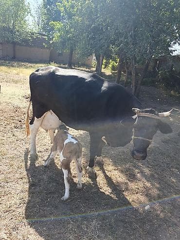 голштины: Продаю | Тёлка | Голштин | Для молока — 5