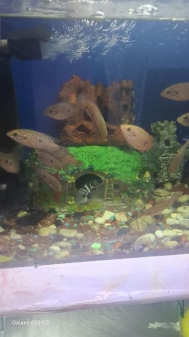 Услуги ветеринара: Аквариумные рыбы — цихлиды, цихлазому ( Центральной Америки) — 1