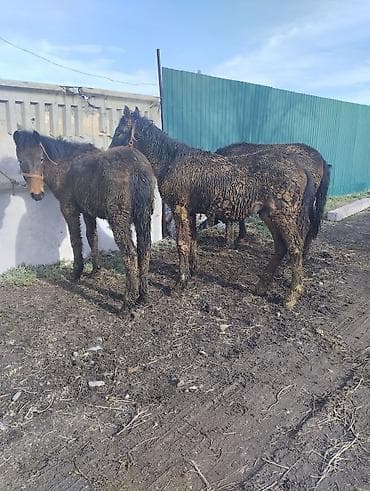 4 5мм: Сатам | Байтал | Аргын | Көбөйтүү үчүн | Асыл тукумдуу — 3