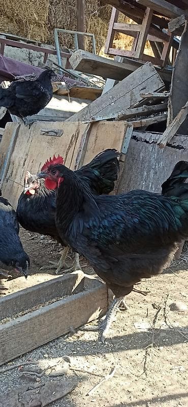 Продаю 8 мес.петушков Джерсийский гигант.Линия Фокина