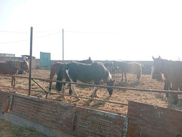 кролик декоративные: Продаю | Жеребенок | Для разведения | Племенные — 12