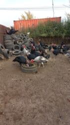 щенки охотничьих собак: Уйдо багылган эт багытындагы 6 айлык сойулган даяр,салмагы 8,9 кг — 2