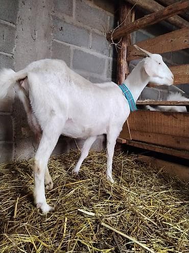 бишкектен уй сатылат: Сатам | Эчки (ургаачы) | Сүт алуу үчүн — 4