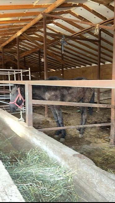 бассен: Ферма КРС, 240 соток, Действующий, Электричество — 3