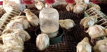 забой свиней: Перепела (молодняк и подрощенная птица), белые мясо-яичные кроссы. 10 — 1