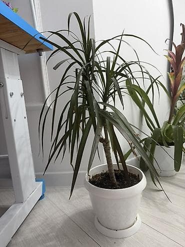 драцена купить: Драцена (вероятно Dracaena marginata) в декоративном белом горшке с — 1