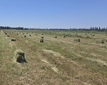 Сено в тюках (прямоугольные тюки) Беде пресс чоп 2 си Киргшёлк at lalafo.kg Сено в тюках (прямоугольные тюки) Беде пресс чоп 2 си Киргшёлк