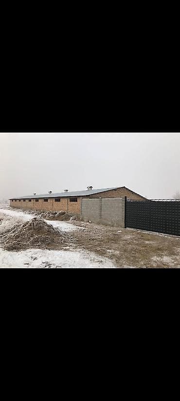 куплю кошару: Раздольное село Сдается кошара Площадь: 600м2; 50соток Территория — 3