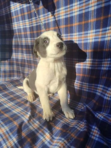 продажа собак бишкек: Ищем дом щенкам. Дважды привиты,имеют ветеринарные паспорта. Есть — 2