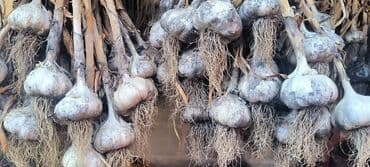 Чеснок на семена