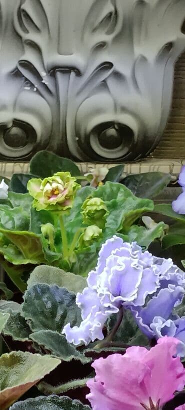 купить луковицы тюльпана: 🌱🌺🌱 Продаю сортовые ДЕТКИ стандартных фиалок🌱🌺🌱. Цены от 80-150 сом — 27