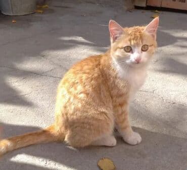 дом для котов: Ургаачы — 1