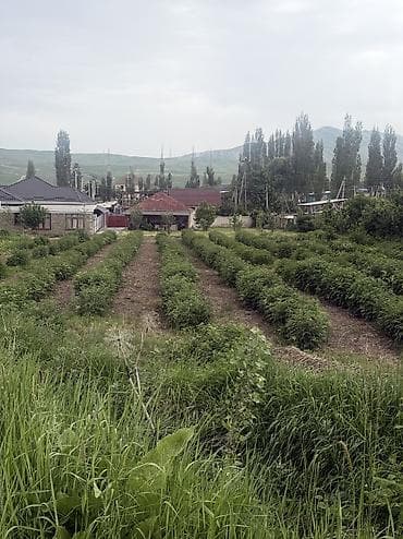 уч: 18 соток, Курулуш, Кызыл китеп — 3