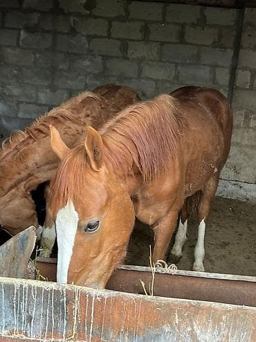 Сатам | Байтал | Аргын | Ат спорту — 1