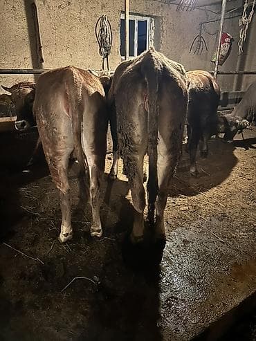 кел кел: Сатам | Бука (эркек) | Бордоп семиртүү үчүн | Асыл тукумдуу — 4