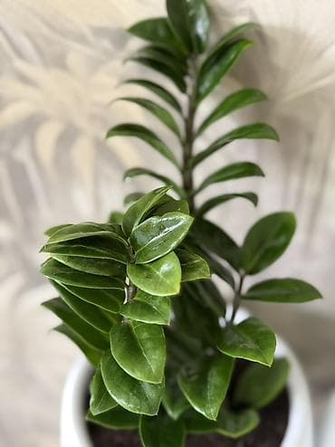 цветок доллар: Зензи продаётся 🌿 Цена: 1200 сом. Стильное комнатное растение для дома — 3