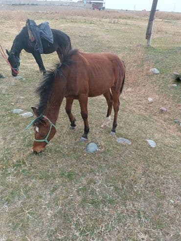 сколько стоит лабрадор щенок: Сатам | Тай | Жумушка — 2