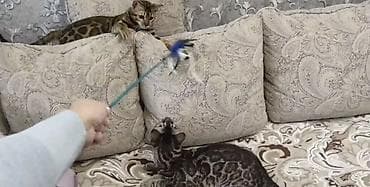 Продажа кошек: Бенгальская, 1 месяц, Девочка, Золотая шиншилла, Приучена к лотку — 3